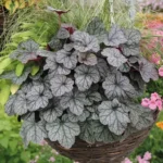 heuchera-glitter-1