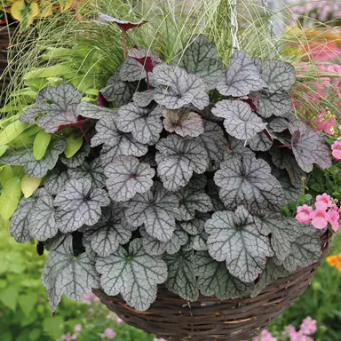 heuchera-glitter-1 heuchera-glitter-1