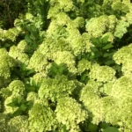 hortenzija-paniculata-mojito-1