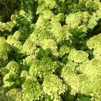 hortenzija-paniculata-mojito-1