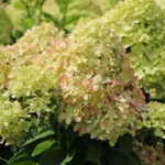 hortenzija-paniculata-mojito-4