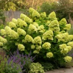 hortenzija-paniculata-mojito-6