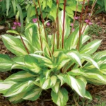 hosta-cherry-berry-1