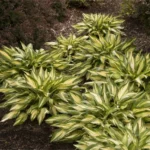 hosta-cherry-berry-2