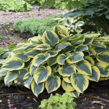 hosta-first-frost-1