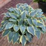 hosta-first-frost-2