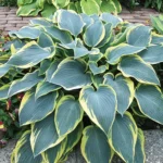 hosta-first-frost-3
