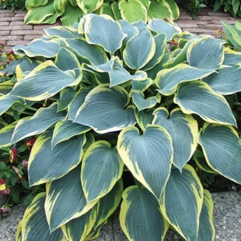 hosta-first-frost-3