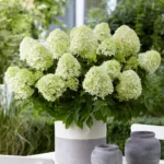 hydrangea-paniculata-little-spooky-1
