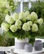 hydrangea-paniculata-little-spooky-1