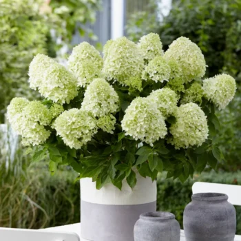 hydrangea-paniculata-little-spooky-1