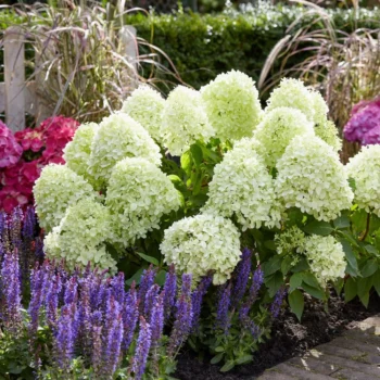 hydrangea-paniculata-little-spooky-2
