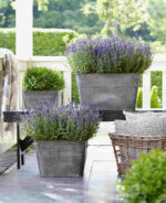 lavanda-angustifolia-ardeche-blue-1