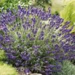 lavanda-angustifolia-ardeche-blue-2