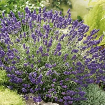 lavanda-angustifolia-ardeche-blue-2