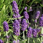 lavanda-angustifolia-ardeche-blue-3