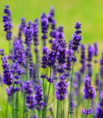 lavanda-angustifolia-ardeche-blue-4