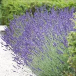 lavanda-angustifolia-vera-1