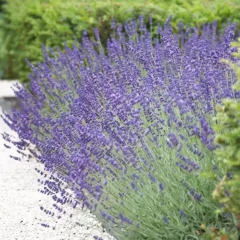 lavanda-angustifolia-vera-1