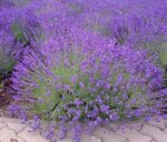 lavanda-angustifolia-vera-2