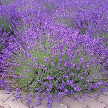 lavanda-angustifolia-vera-2