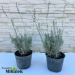 lavanda-grosso-sadnica