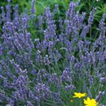 lavanda-intermedia-grosso-1