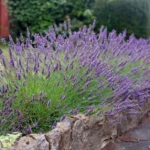lavanda-intermedia-grosso-2