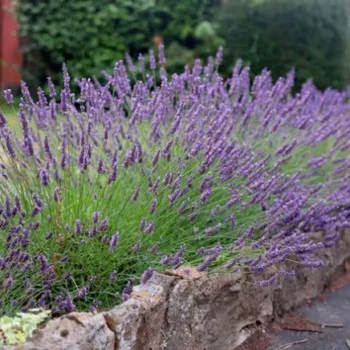lavanda-intermedia-grosso-2