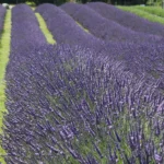 lavanda-intermedia-grosso-3