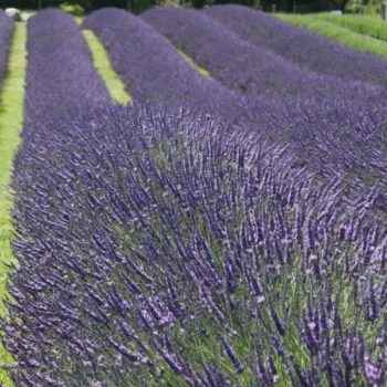 lavanda-intermedia-grosso-3