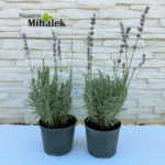 lavanda-vera-sadnica