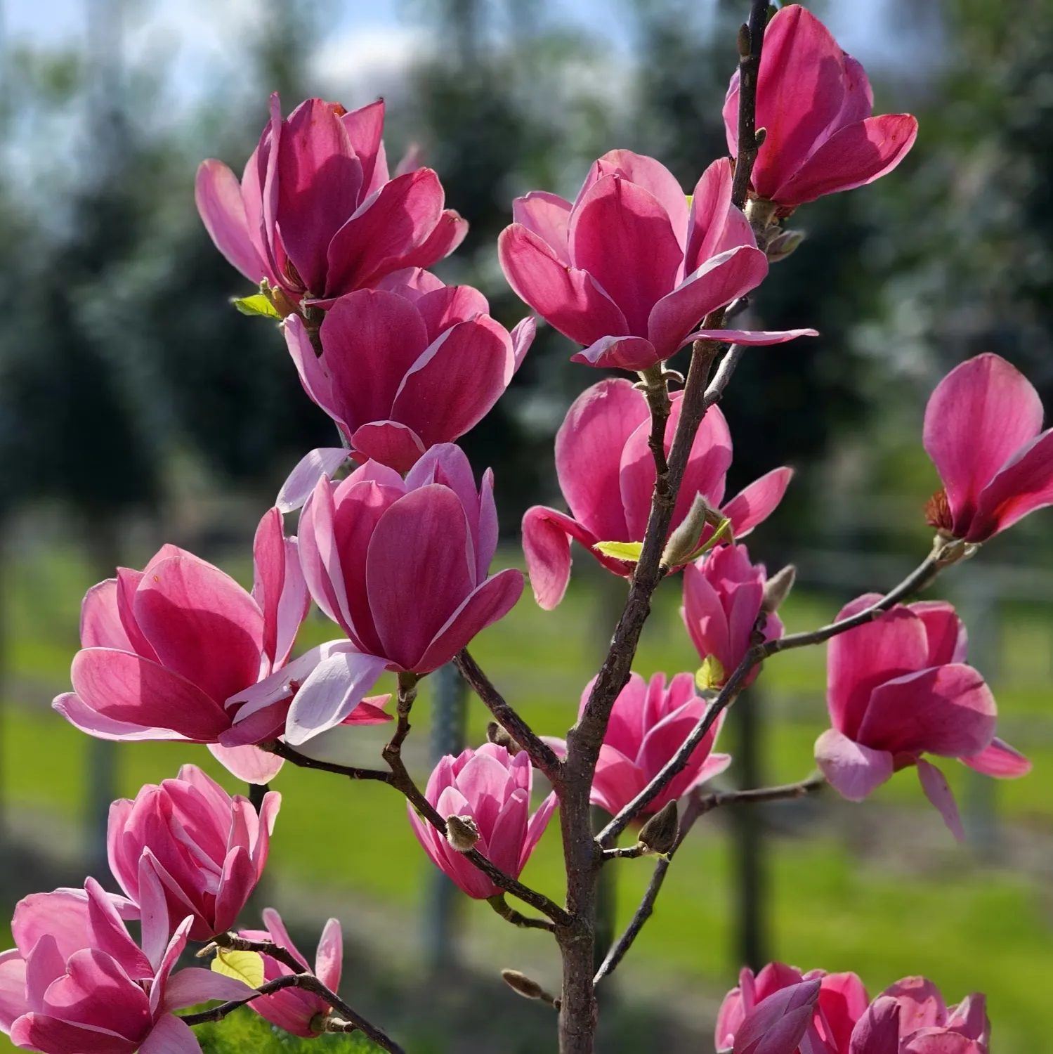 magnolija-emperor-1 magnolija-emperor-1