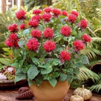 monarda-fireball-1