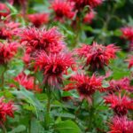 monarda-fireball-2