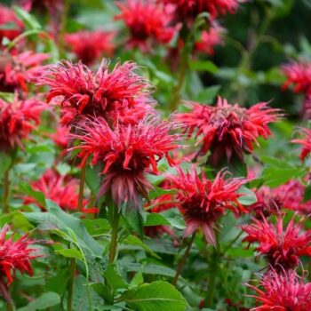 monarda-fireball-2