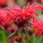 monarda-fireball-3