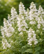 nepeta-racemosa-alba-1