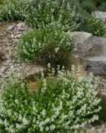 nepeta-racemosa-alba-2