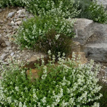 nepeta-racemosa-alba-2