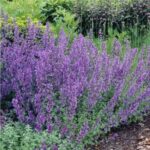 nepeta-six-hills-giant-1