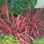 phormium-evening-glow-1