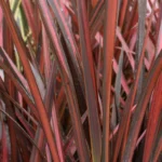 phormium-evening-glow-2
