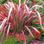 phormium-evening-glow-3