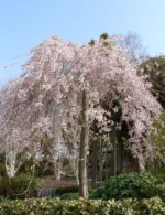 prunus-subhirtella-pendula-1