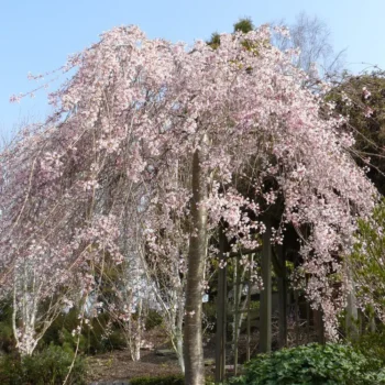 prunus-subhirtella-pendula-1