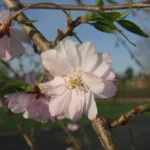 prunus-subhirtella-pendula-2