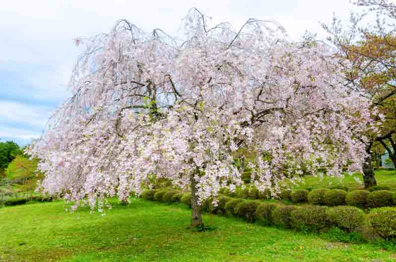 prunus-subhirtella-pendula-3 prunus-subhirtella-pendula-3