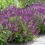 salvia-nemorosa-rose-queen-1