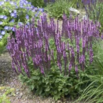 salvia-nemorosa-rose-queen-4